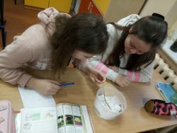 Iekcja biologii kl.6 patyczaki